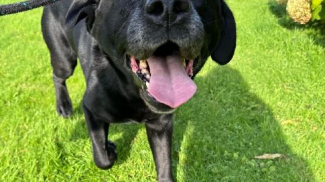 Pet Image